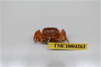 藏品(奧氏後相手蟹)的圖片